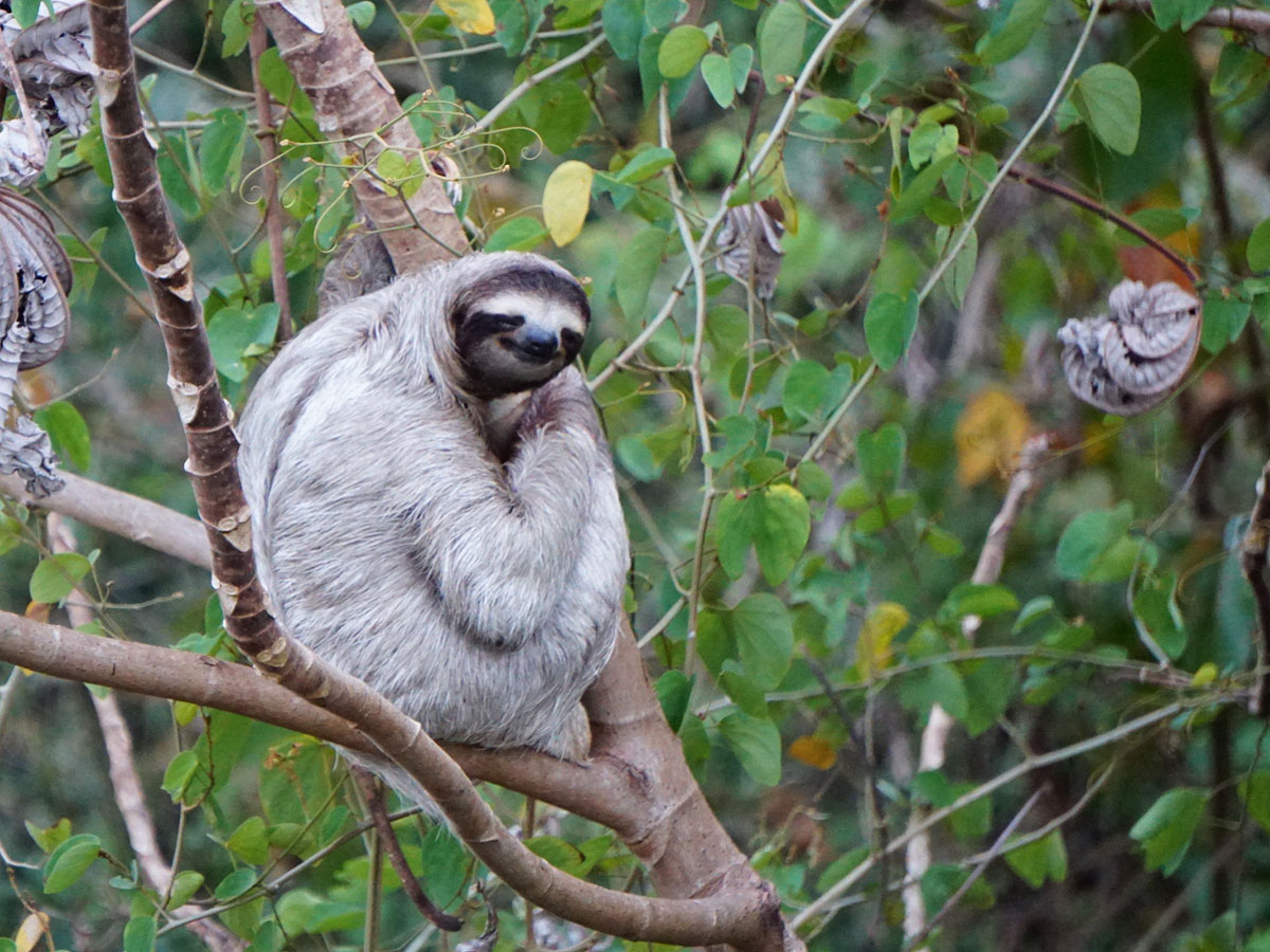 sloth-flipped